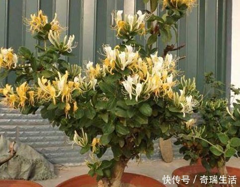 聪明人|聪明人养花,这3种“花”怎样也要养一盆,每年能省不少医药费