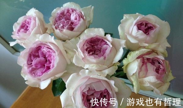 花朵|30个浓香月季品种，你喜欢哪一种养一棵满院飘香！