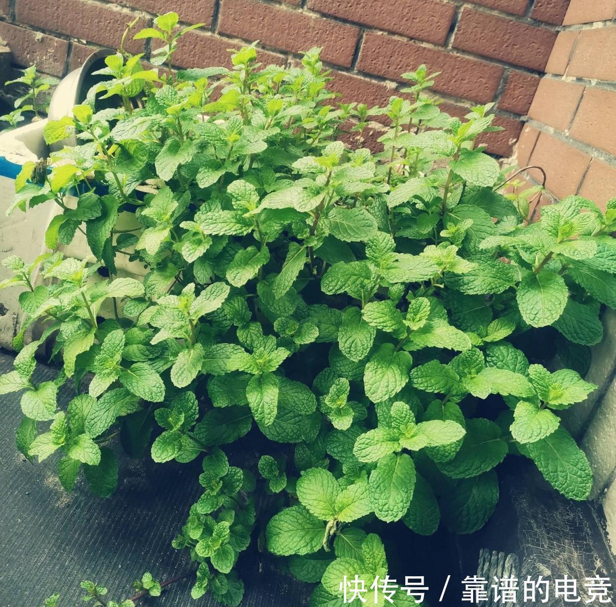 薄荷怎么过冬？做好一点，来年枝繁叶茂，迅速疯长到爆盆
