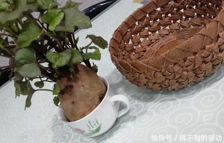 养多肉的心情说不清,都在照片里了