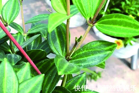 养花|喜欢养花,不如养盆钻石翡翠,青翠光润,沁人心脾