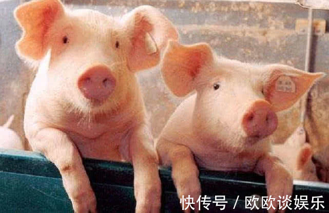 隔膜|猪身上此种肉,比牛肉便宜,比羊肉更营养,孩子吃了个子猛长