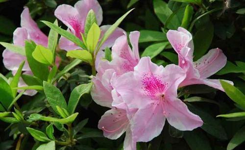 杜鹃花的叶片发白,用药喷了好几次也没用,怎么办