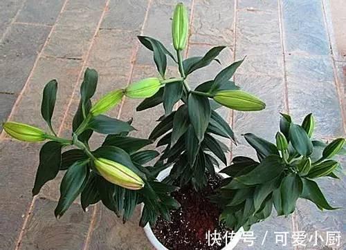 兰花|这6种好活的高颜值植物,老人最爱在家养殖