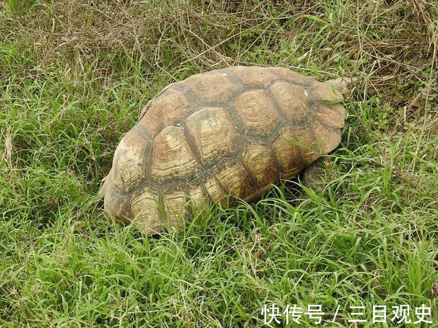 太监!穷秀才被太监刁难,不慌不忙,三个下联让太监羞惭万分