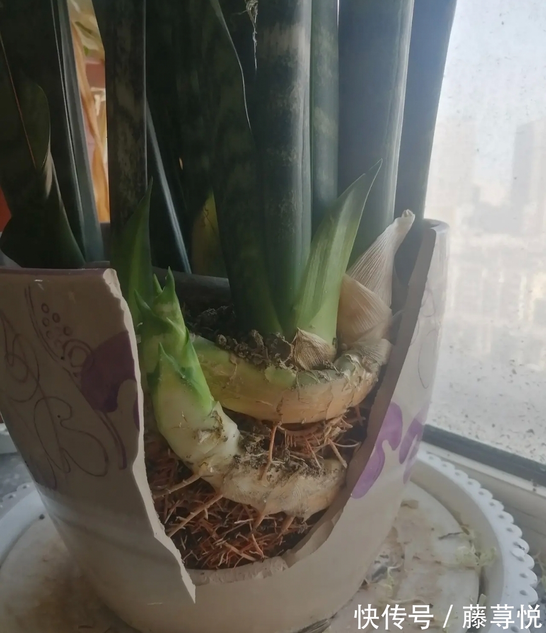 侧芽|冬天虎皮兰,正在“虚弱期”,注意3个要点,小芽一个接一个