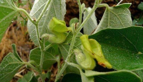 漫山遍野|漫山遍野的寻骨风,开的花像“小鸭子”,却是好用的“止痛灵”