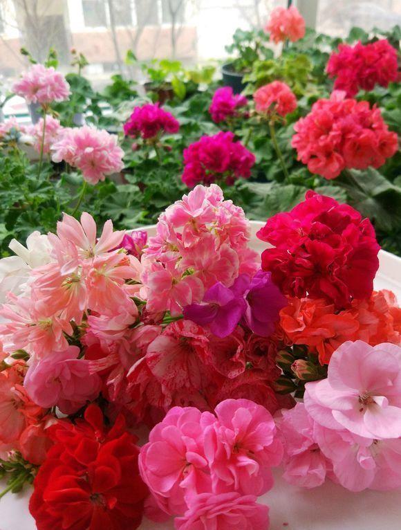 5种花卉,叶子臭味大,开花美醉了,炒菜太好吃了