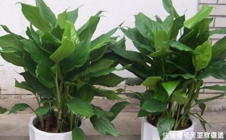 最适合春天养护的三种花,比牡丹好看,比吊兰好养