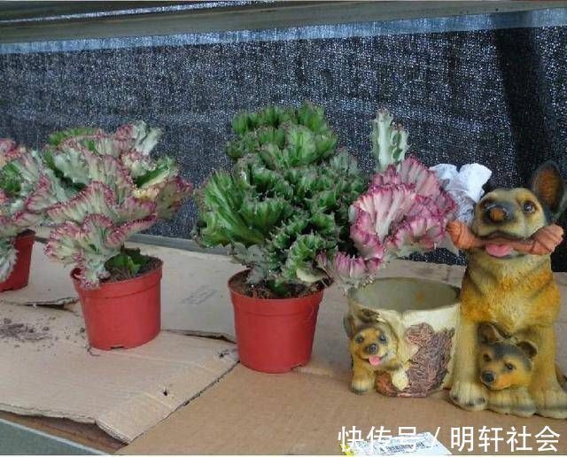 聪明人养这2种盆景,样子不招喜欢,寓意却极好,净化空气效果好