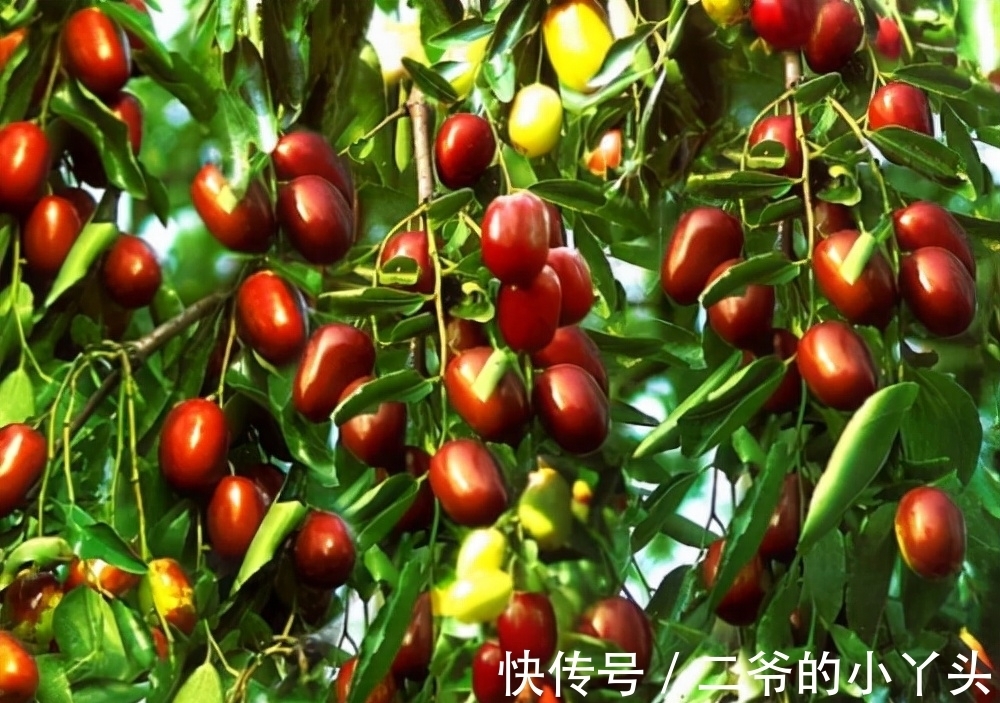 石榴树|家里有院子,就种5种“旺宅树”,观赏收果两不误,吉祥又实用