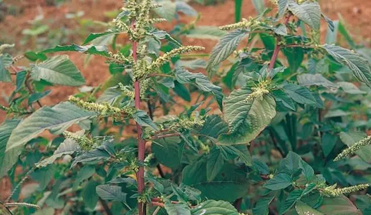 药效|农村常见野草，好吃又好用，药效顶呱呱，被人们称作“仙草”