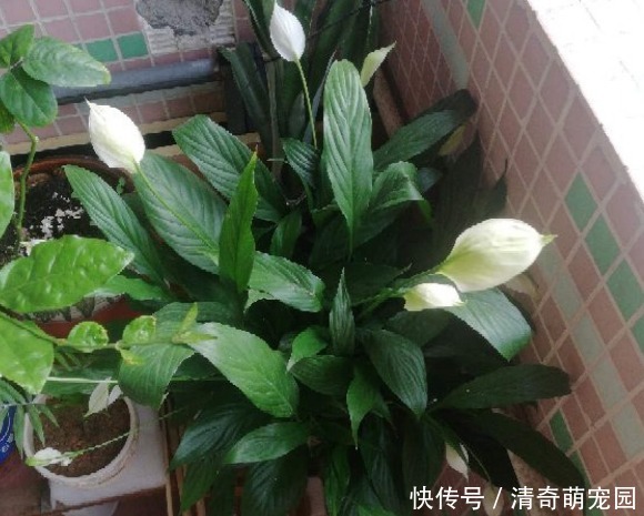 潮湿|超级“喜水”的花,3天不浇水,就离死不远了