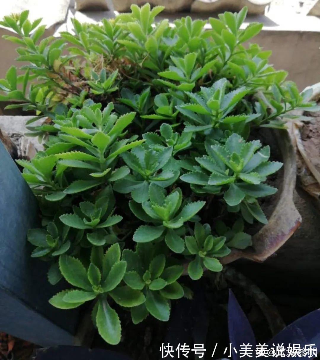 长春花|7种花最干净,门口、窗台放一盆,蚊虫不敢靠近!