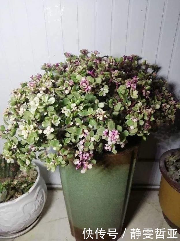 虎皮兰,红掌,吊兰养成老桩,变成大树,真壮观