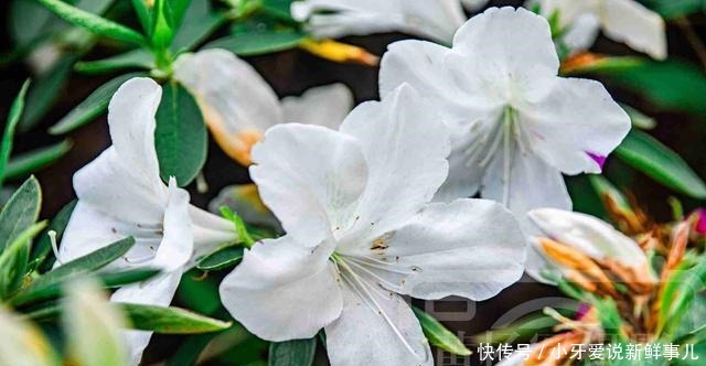 杜鹃花熟悉芬芳的美丽，洁白素洁的花朵很迷人，清新花开的植物