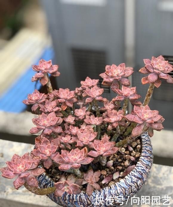 水肥|多肉也有水货，温室大棚里的产物，买回家就腐烂，死亡率超高