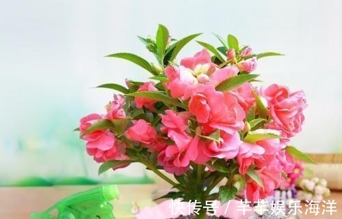 家里万万不要养这几种花,放一盆都会对身体不好,聪明人都懂避开