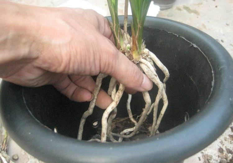 兰花|新网购来的兰花你知道如何上盆吗,上错盆立马死给你看