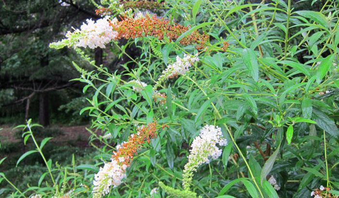 野草|农村这野草很常见，整株都是好的药草，还能用来捕鱼，遇见要珍惜