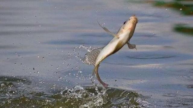 大蒜|用大蒜钓鲫鱼和鲤鱼,这个配方你知道吗?