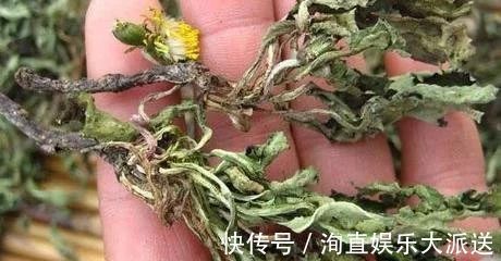 肠炎者|自己“晒干”的蒲公英,能当茶泡水喝吗有什么“禁忌”吗