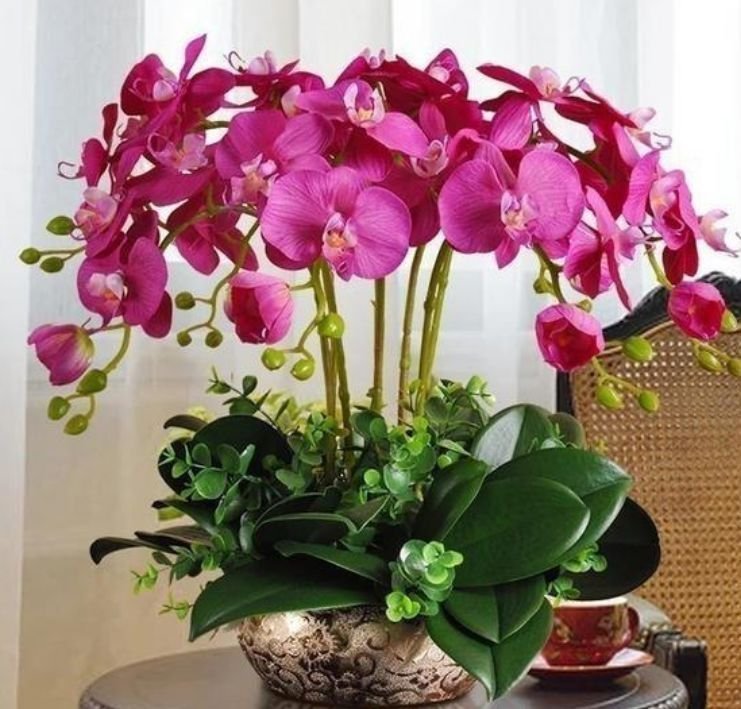 有钱人都养4种花，寓意好、观赏性强，养客厅旺财又养人！