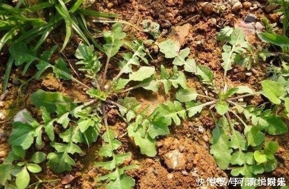 心头好|农村野菜不简单,你可能吃过,但它们的价值就不一定了解了