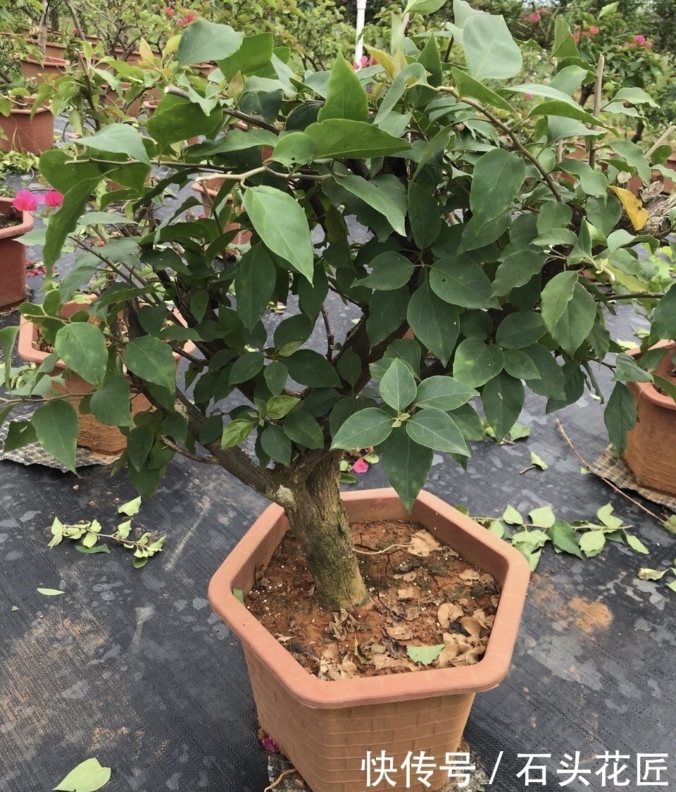 修剪|家里有5种花，12月之前要“动剪刀”，舍得剪、花量翻倍