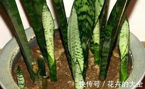 利于健康的“9种花”,株型雅致有格调,寓意“吉祥”有韵味