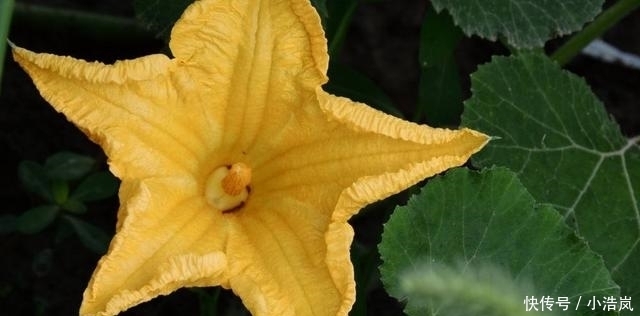 南瓜花不能和什么一起吃