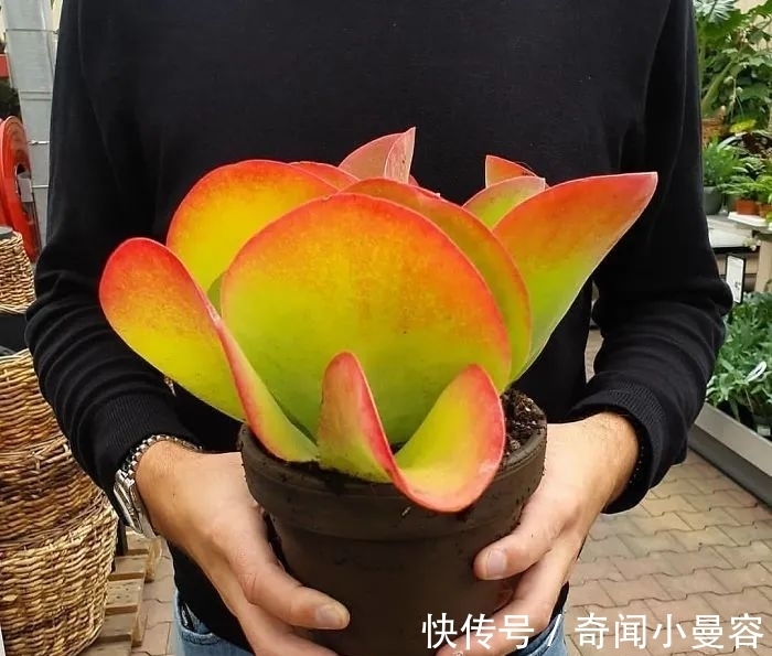 漂亮|20个难得一见的多肉植物,每一个都漂亮极了