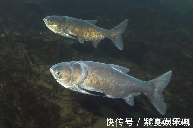 不想动别人的奶酪,钓鲢鳙真的太简单了,会钓鲢鳙不一定就是高手