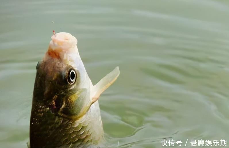 浮漂|新手调漂,如何准确调漂找底以及更好的调节浮漂灵敏度,看这里