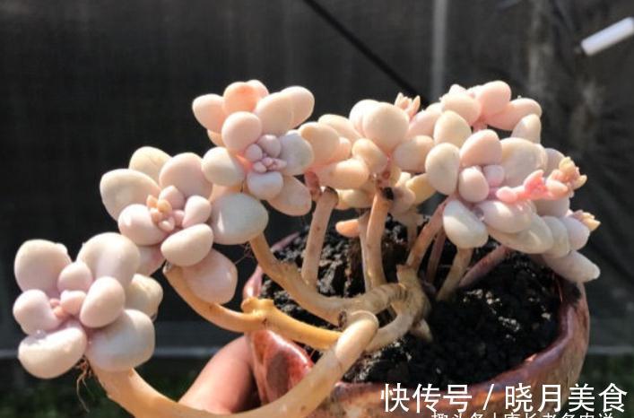 多肉戴伦和艾伦,虽名称相近,但一个养护至今,另一个则早已淘汰