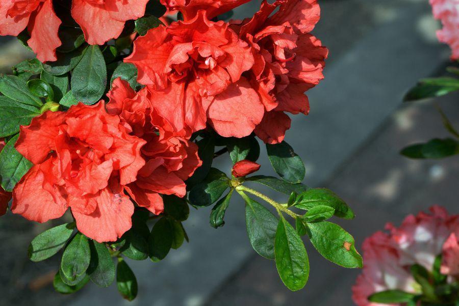 花谢后做这一步,3天窜8个芽,一个月就爆盆!