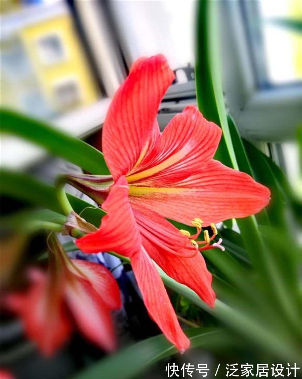 养花试试这几款，端庄秀丽，气质非凡，是传统名花之一