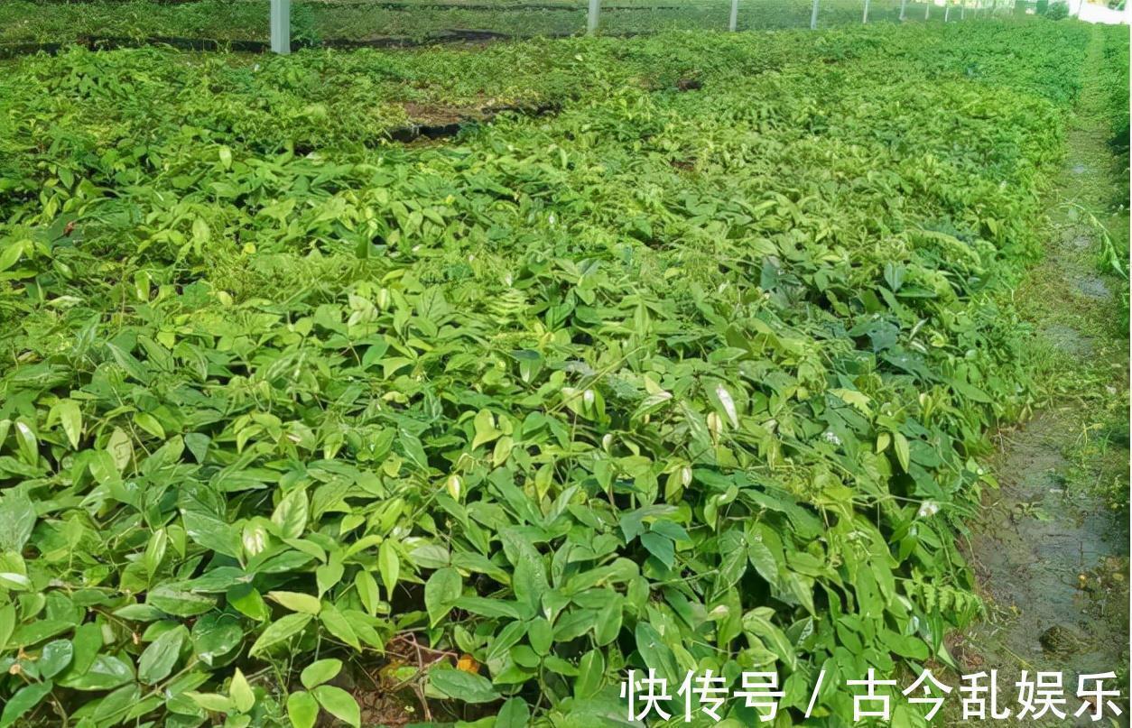 三叶青:长有3片叶子好辨认,年年有人采挖,如今靠种植400元/斤