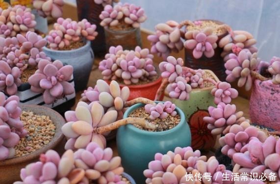 桃蛋度夏不当，可能只剩下光杆，夏季几点不能忽略哦！