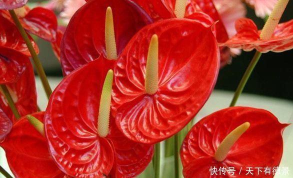  4种花绚丽多彩，漂亮又好养，清香一满屋