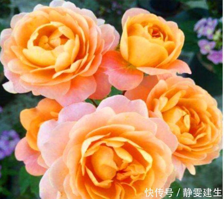 4种花,扔土里就能开花,花期长,颜色丰富,年年开花美翻