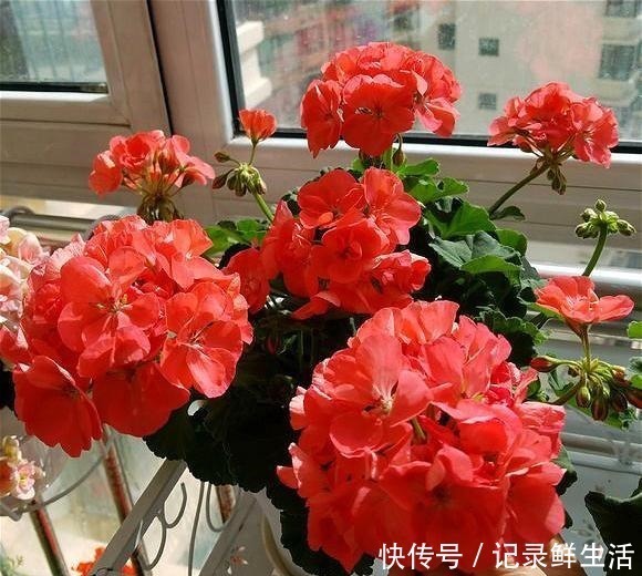 品种|为了养花,她花了3年时间,把家改造成了一个漂亮大花房,太惊艳!