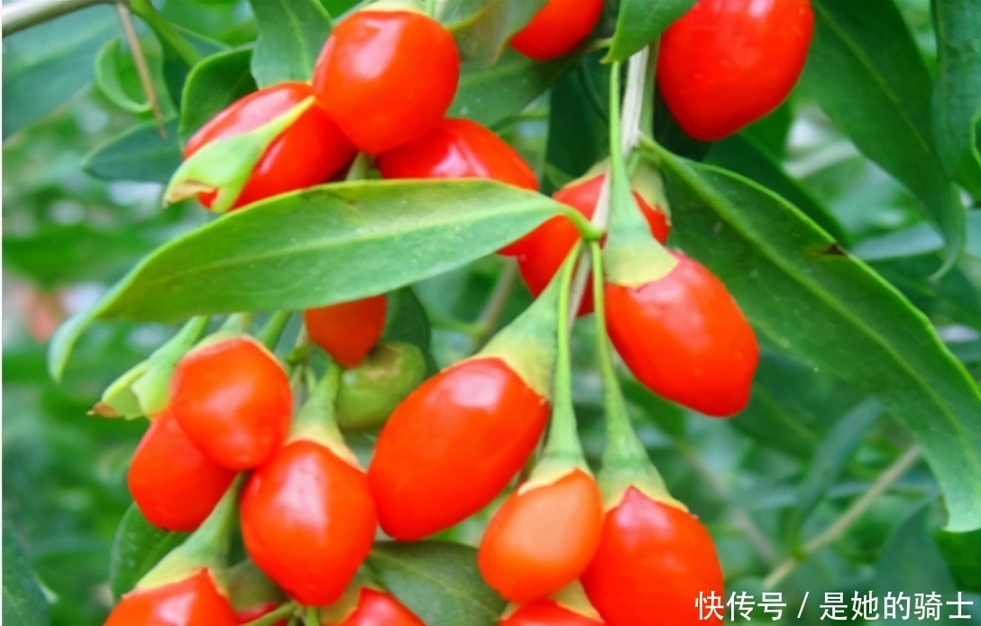 想长寿要多吃3种食物,排毒养颜、滋润身体,越吃越年轻