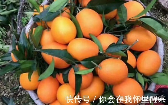 血脂|长寿老人爱吃的此种食物,降低血脂血压、降低固醇,早知早受益