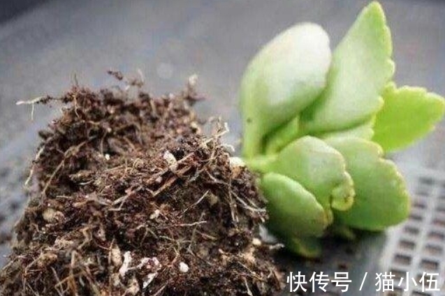 小齐|又到长寿花扦插季节，做好“2选3足”，15天长满白根！