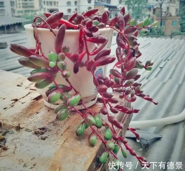 胧月|3种多肉很好养,被花友称“热不死”,太阳一晒就“很美”