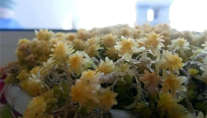 入冬后,这些花别折腾,越折腾越死