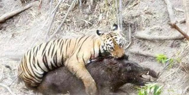  李逵|武松比李逵厉害：为何李逵打死4只虎，武松拼命才弄死1只？