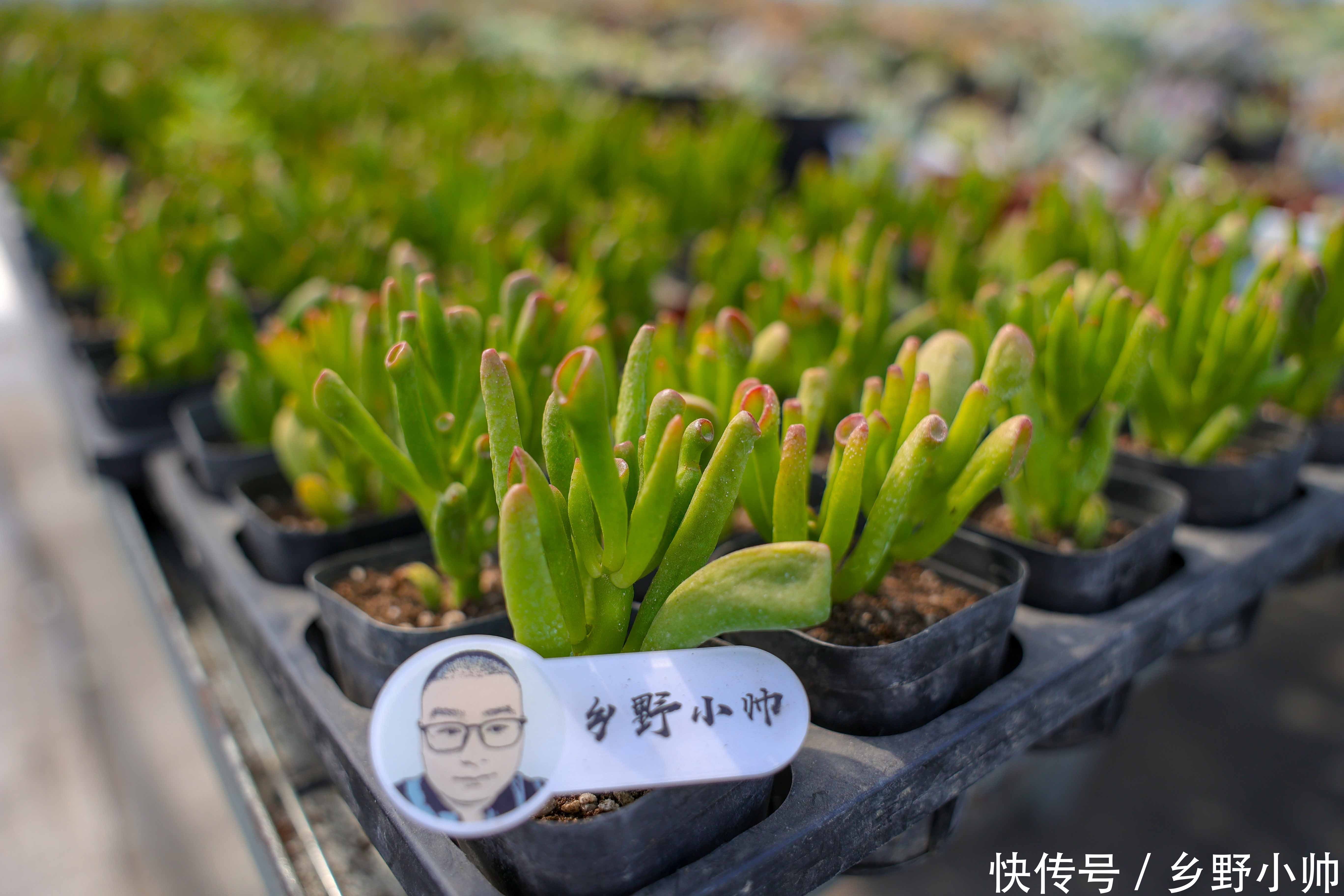 营养土|多肉配土第一课,小帅详细介绍多肉土的作用与特点,一起听听吧