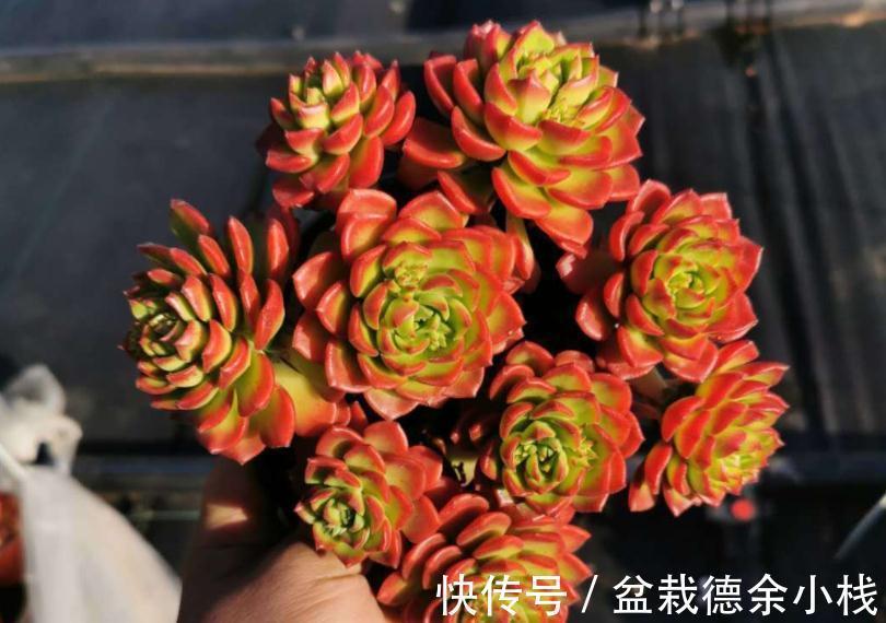 叶子|爱“脸红”的4款多肉,随便养养,晒晒太阳就红叶,美极了